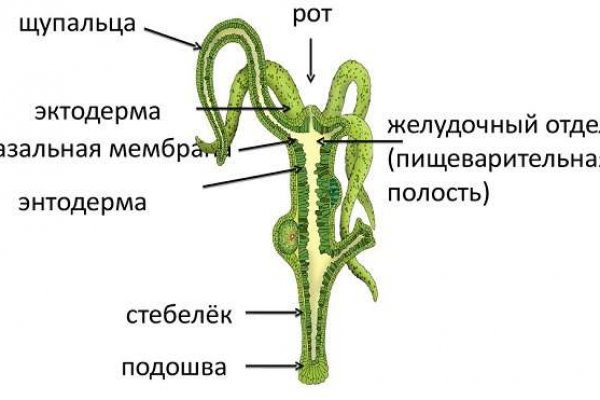 Kraken зеркало рабочее 2024 kraken6.at kraken7.at kraken8.at