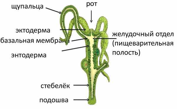 Адреса онион